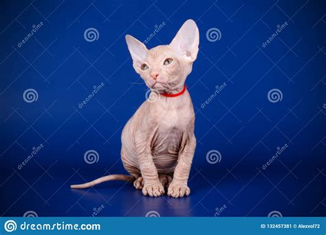 Don Sphynx Cat on Colored Backgrounds Stock Image - Image of beautiful ...