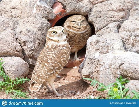 Two Burrowing Owls Nesting in an Old Drainage Tunnel. Stock Image - Image of aves, animalia ...