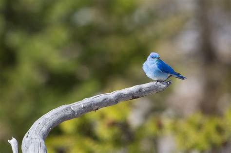 What is the State Bird of Nevada? - 10,000 Birds