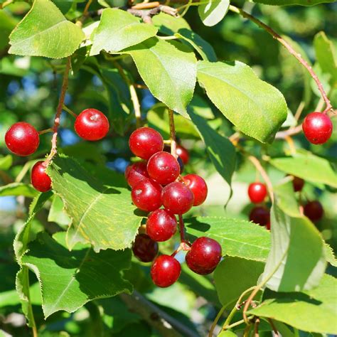 Choke Cherry Tree | ubicaciondepersonas.cdmx.gob.mx