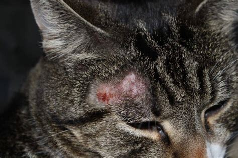 Skin diseases in cats - BestHouseCatCare