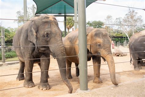 More Elephants to Love at the Houston Zoo - The Houston Zoo