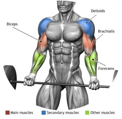 BARBELL CURL | Fitness body, Biceps workout, Barbell curl