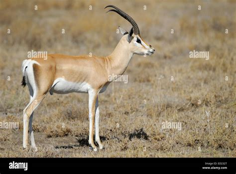 Grant's Gazelle (Gazella granti) standing on the plain, side view Stock Photo: 76878336 - Alamy