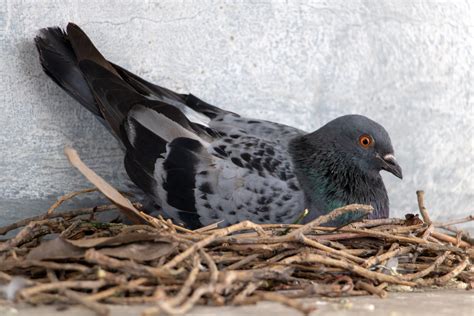 Pigeon Control -Nest Removal - HF Pest & Bird Control