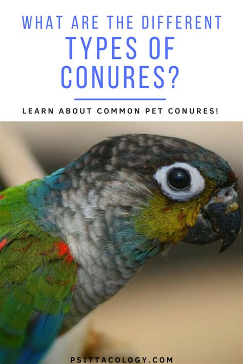 Types of conures | With pictures! - Psittacology