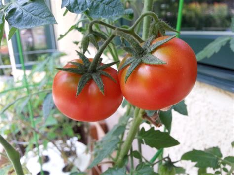 Heirloom Tomato Varieties | Gardenisto
