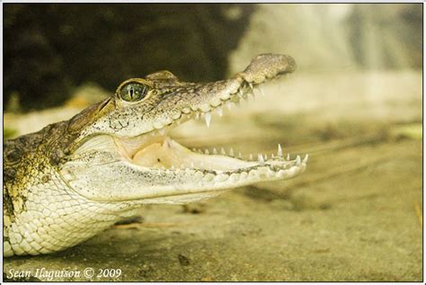 Philippine Crocodile | The Philippine crocodile (Crocodylus … | Flickr