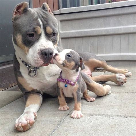 Pitbull and baby pitbull | Baby animals, Cute baby animals, Cute dogs