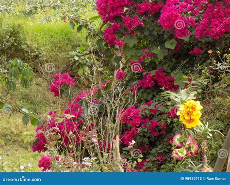 Flowers on thorny bushes stock image. Image of trees - 98950715