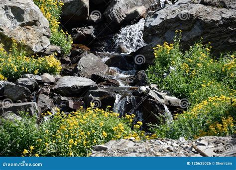 Waterfall with Sunflowers in Mountains Stock Photo - Image of peaceful, sunflowers: 125635026