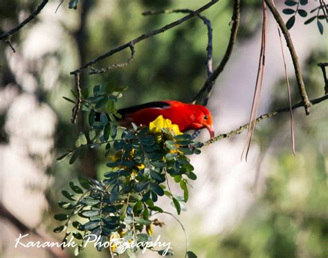 Iʻiwi Bird - Hawaii Pictures