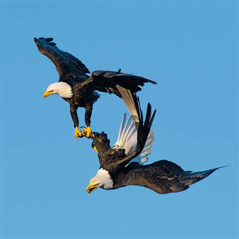 For Amorous Bald Eagles, a ‘Death Spiral’ Is a Hot Time