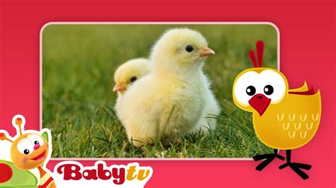 Chicks 🐥 | Fun with Animals | BabyTV - YouTube