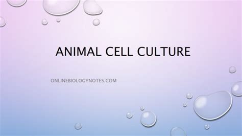 Animal cell culture - Online Biology Notes