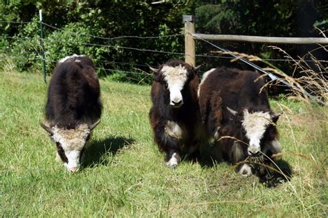 Yakzz: Tumwater Creek Yak Farm is Hobby Yak Farm located in Port ...