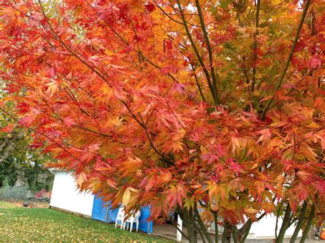 Buy Acer palmatum 'Orange Flame' Great Fall Color Japanese Maple — Mr Maple │ Buy Japanese Maple ...