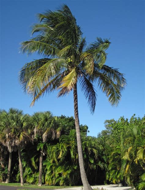 Coconut palm tree – Artofit