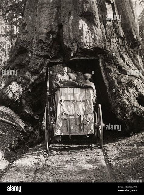 President Theodore Roosevelt driving through a sequoia tree tunnel ...