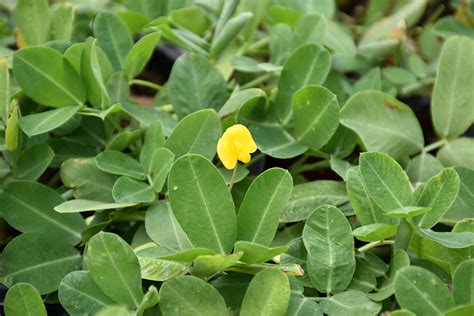 Rhizoma Peanut (Arachis glabrata) in New Smyrna Beach, Florida (FL) at Lindley's Nursery