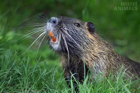 Beaver Teeth: What Do They Look Like & Why Are They Orange?