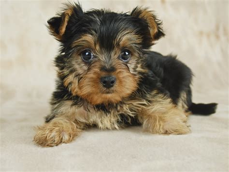 How to Take Care of a Teacup Yorkie Puppy