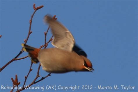 Bohemian Waxwing