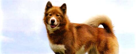 Canadian Eskimo Dog Breed | Info | Characteristics | Personality | Traits