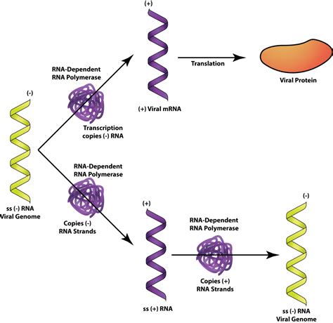 Rna Polymerase Vs Dna Polymerase