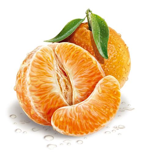 Tangerine | Fruits drawing, Fruit illustration, Fruit painting