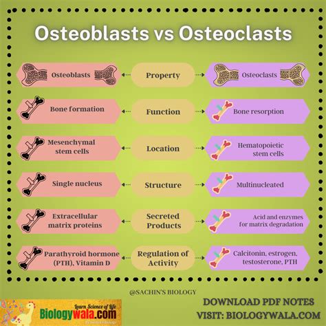 [Download] Osteoblasts Vs Osteoclasts: 7 Key Differences| BIOLOGY PDF ...