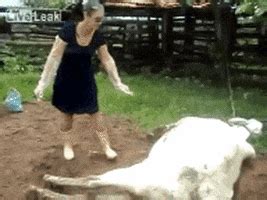 Horse Kick GIFs - Find & Share on GIPHY