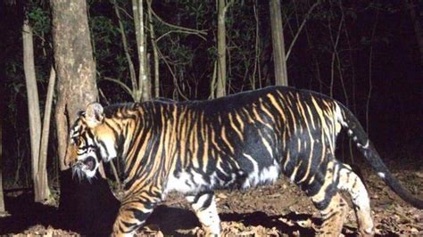 Odisha’s melanistic tiger safari, announced by Naveen Patnaik, may open in Oct | Latest News ...