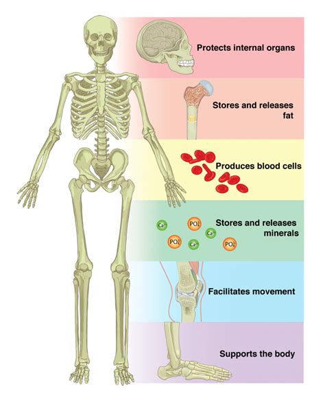 What Is the Function of the Skeletal System? - Infrared for Health