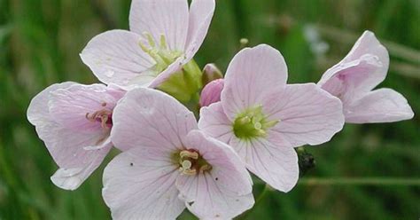 Massachusetts state flower ~ the mayflower | Yeah I'm from New England | Pinterest | Nova scotia