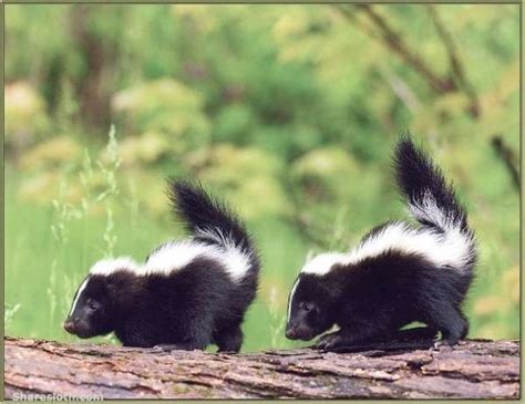 Baby Skunk Pictures - Sharesloth