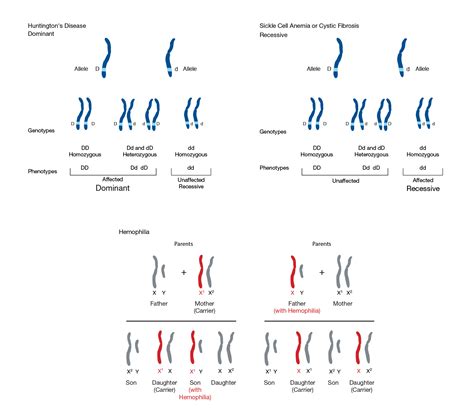 Mendelian Inheritance