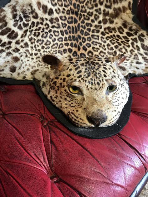 A Victorian taxidermy leopard skin rug with half head - Belle and Beast ...