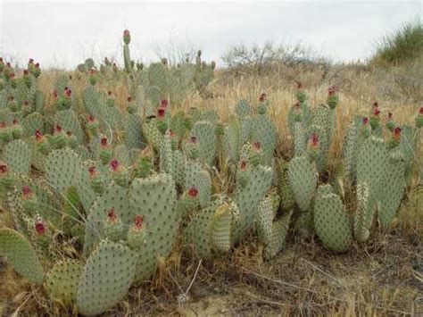 Nature - Chaparral Biome