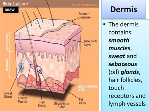 Integumentary System Diagram Pdf