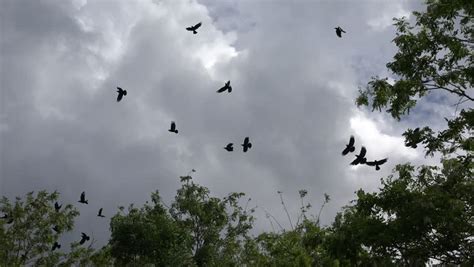 4k Flock of Crows Flying Stock Footage Video (100% Royalty-free) 9329522 | Shutterstock