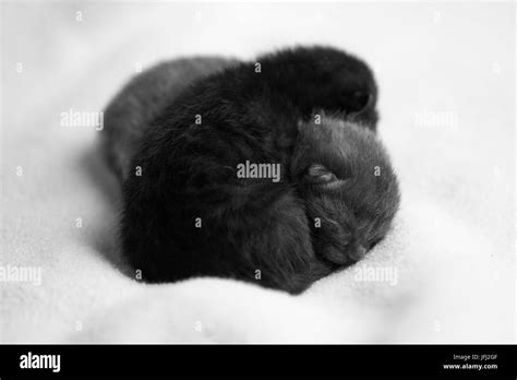 sleeping baby cats Stock Photo - Alamy