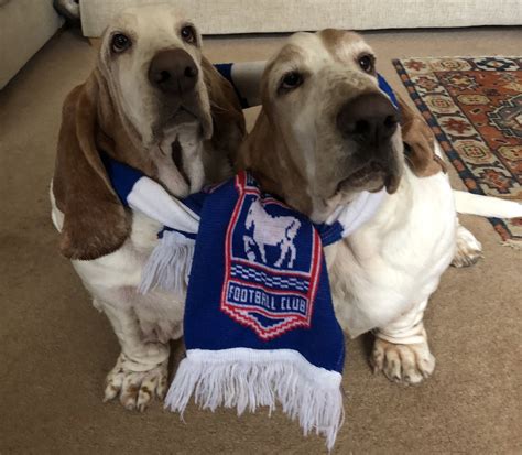 Ipswich Town FC on Twitter: "🐾 Represent. #itfc https://t.co/hhJOyoCLvf…