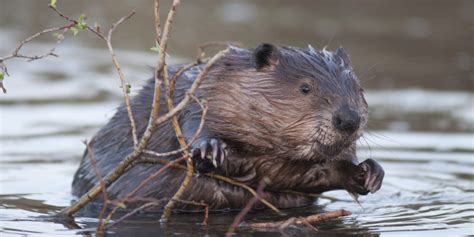 Oregon State scientists sequence genome of Beaver