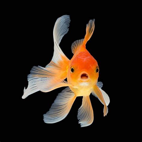 Goldfish isolated on black background | Goldfish, Fish painting, Fish art