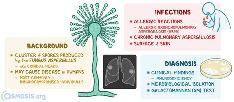 Fruiting Body of Aspergillus: What is it, Treatment, and More | Osmosis