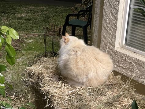 I got a straw bale to use for mulch, but it looks like I’ll need to get ...