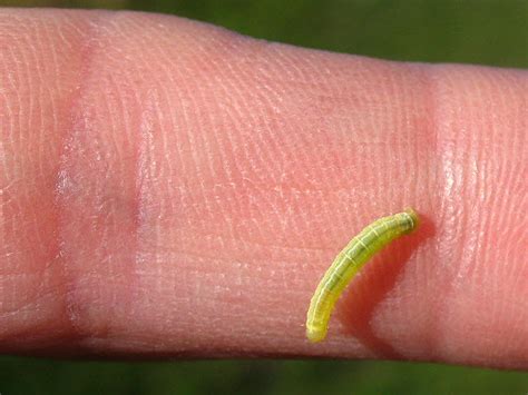 Green caterpillar © Stephen Craven :: Geograph Britain and Ireland