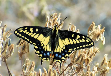 Anise swallowtail | Project Noah