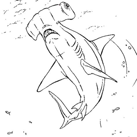 Coloriage Requin Marteau En Ligne Gratuit À Imprimer intérieur Dessin ...